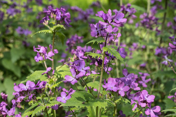 Fototapeta premium Die attraktiven Blüten des einjährigen Silberblatts, das Vorkommen auf Wiesen, Balkonen und Gärten sind ein Blickfang. Die Pflanze (Neophyt) ist wegen ihrem Nektar und Pollen wertvoll für Wildbienen.