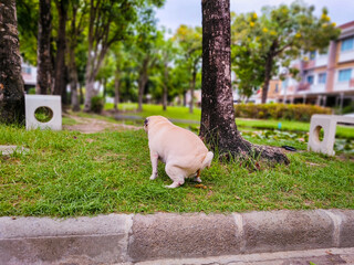 White Pug pooping on the grasses in the park. Clean after your dog excrement. Cute pug dog feces on public field. no dog pooping sign. Shitting is not allowed.