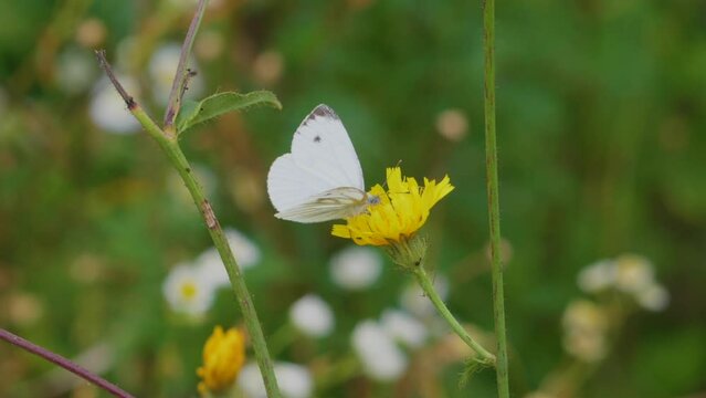 Closeup Beautiful Flower Fresh Spring Morning on Nature and Fluttering White Butterfly on Soft Green Background, Macro. Slow Motion. Wild Flowers and White Butterfly in Meadow Nature Summer Close Up.