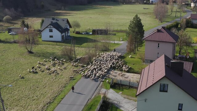 Owce i pasterstwo - ujęcia statyczne i z drona 
Sheep from dron 