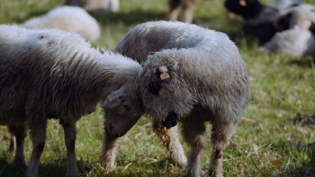 Owce i pasterstwo - ujęcia statyczne i z drona 
Sheep from dron 