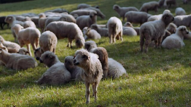 Owce i pasterstwo - ujęcia statyczne i z drona 
Sheep from dron 