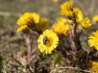 coltsfoot flowers and fly