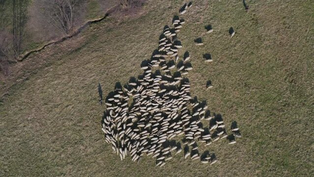 Owce i pasterstwo - ujęcia statyczne i z drona 
Sheep from dron 