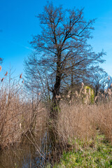 Idyllische Landschaft mit Fischweihern mit Blick auf das Schloss in Großgründlach