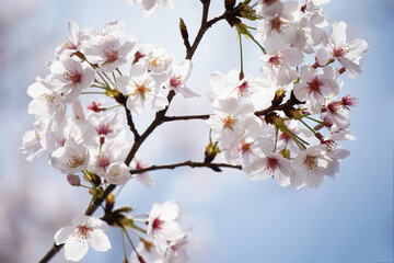 桜 さくら サクラ Cherry Blossom in Tokyo Japan