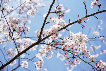 桜 さくら サクラ Cherry Blossom in Tokyo Japan