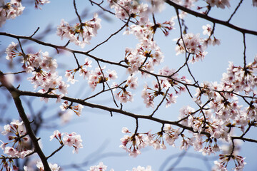 桜 さくら サクラ Cherry Blossom in Tokyo Japan