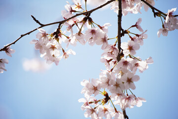 桜 さくら サクラ Cherry Blossom in Tokyo Japan