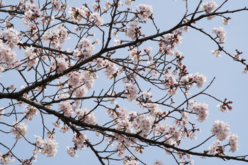 桜 さくら サクラ Cherry Blossom in Tokyo Japan
