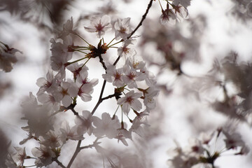 桜 さくら サクラ Cherry Blossom in Tokyo Japan