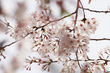 桜 さくら サクラ Cherry Blossom in Tokyo Japan