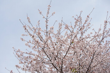 桜 さくら サクラ Cherry Blossom in Tokyo Japan Spring