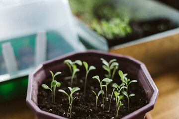 seedlings in pots