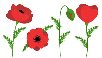 Red Poppy Flowers Set Vector Illustration