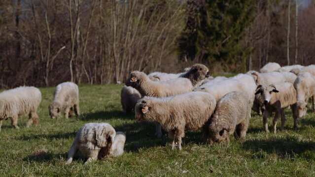 Owce i pasterstwo - ujęcia statyczne i z drona 
Sheep from dron 