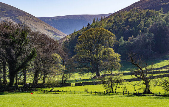 Pasture with Ettrick Hills near Peebles- Peeblesshire, Scottish Borders.