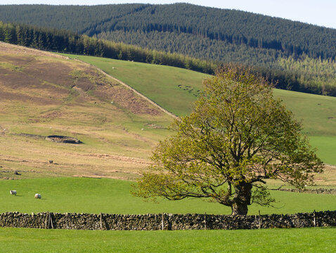 Tree and Pasture with Ettrick Hills , Manor Water, Peeblesshire, Scottish Borders.
