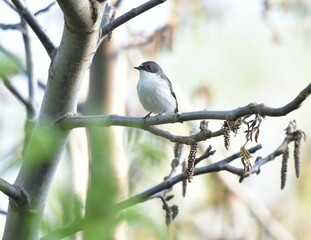 Fototapeta premium Ficedula hypoleuca standing on the branch.