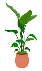 Green decorative deciduous houseplant in a pot