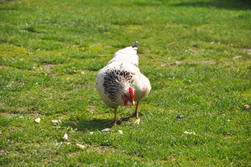 Chickens graze on the green lawn