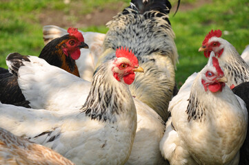 Chickens graze on the green lawn