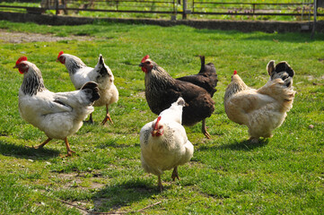 Chickens graze on the green lawn