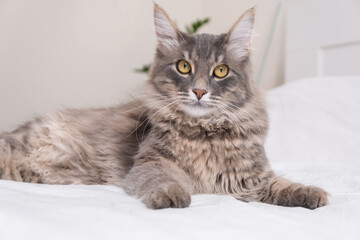 A cute gray cat lies at home in a cozy bed.