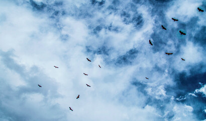 Vultures flying in the sky