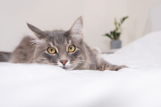 A cute gray cat lies at home in a cozy bed.