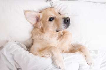 Cute dog sleeping under a white blanket. Golden Retriever lies and rests in a cozy bed.