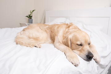 Cute dog sleeping under a white blanket. Golden Retriever lies and rests in a cozy bed.