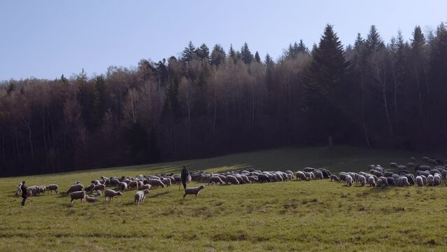 Owce i pasterstwo - ujęcia statyczne i z drona 
Sheep from dron 