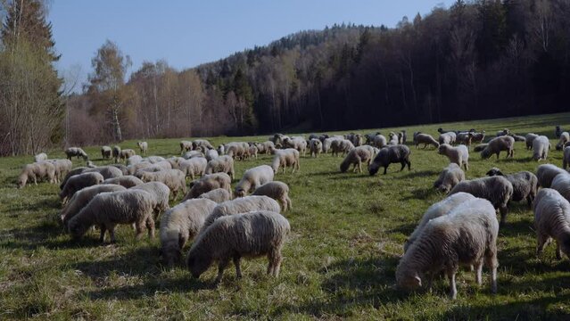 Owce i pasterstwo - ujęcia statyczne i z drona 
Sheep from dron 