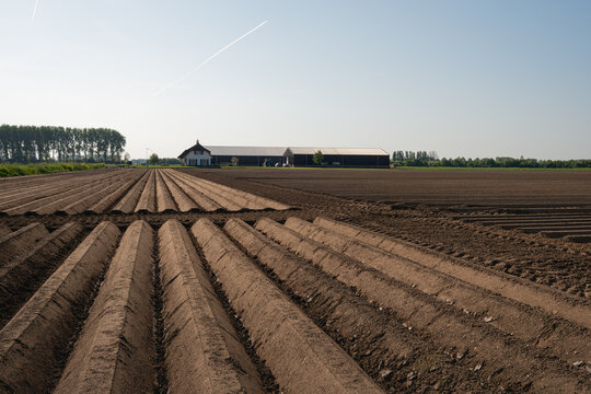 Converging clay ridges in a Dutch landscape. It is spring and the potatoes have recently been planted. In the background is a farm with barns. The photo was taken in the province of North Brabant.