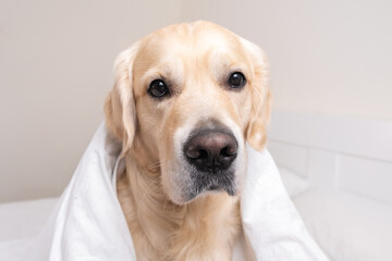 A cute dog lies under a white blanket. Golden Retriever sitting in bed in the morning. The concept of pets living like people.