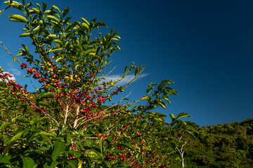 Fototapeta na wymiar Organic coffee farm in the mountains of Panama, with red coffee cherries,, Chiriqui highlands, Panama, Central America