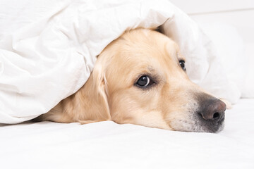 Obraz premium A cute dog lies under a white blanket. Golden Retriever sitting in bed in the morning. The concept of pets living like people.