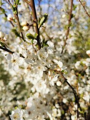 The branches of a blossoming tree. Cherry tree in white flowers. Blurring background.