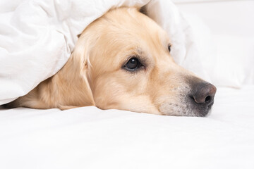 A cute dog lies under a white blanket. Golden Retriever sitting in bed in the morning. The concept of pets living like people.