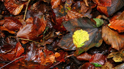 Leaves on the ground in forest.