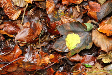 Leaves on the ground in forest.