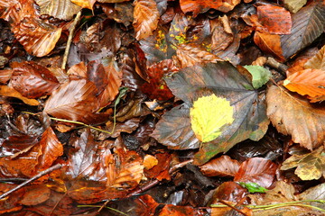 Leaves on the ground in forest.