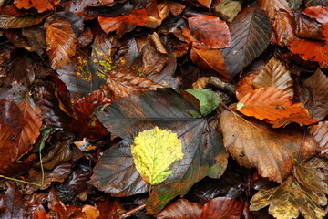 Leaves on the ground in forest.