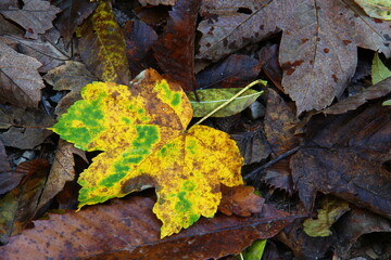 Leaves on the ground in forest.