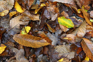 Leaves on the ground in forest.