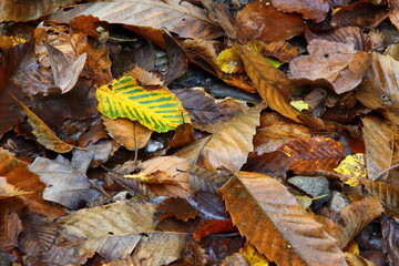 Leaves on the ground in forest.