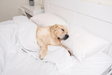 Cute dog sleeping under a white blanket. Golden Retriever lies and rests in a cozy bed.