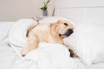 Cute dog sleeping under a white blanket. Golden Retriever lies and rests in a cozy bed.