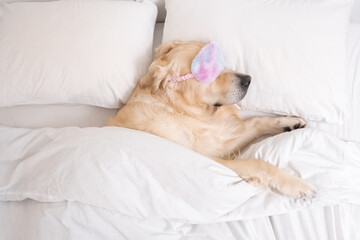 Fototapeta na wymiar The cute dog sleeps under a white blanket with a sun blindfold over his eyes. A golden retriever lies and rests in a cozy bed.